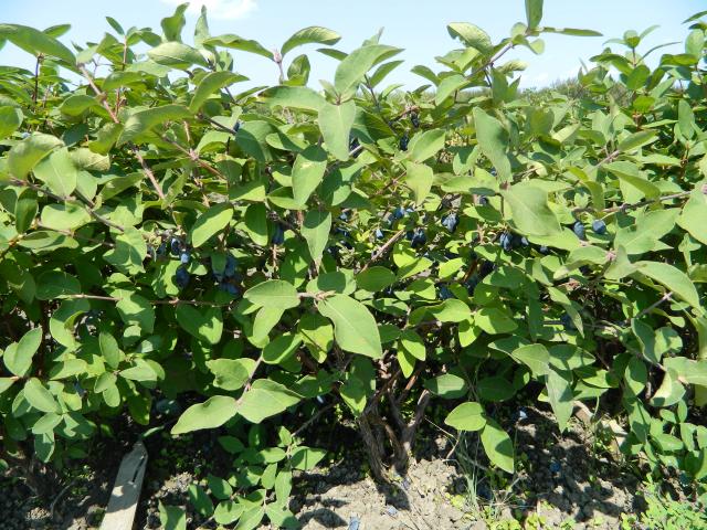 Honeyberry Plants